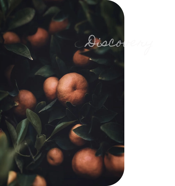 fruit picture