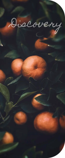fruit picture